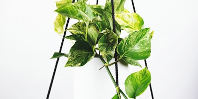 皇家马德里足球俱乐部球队全景照片 - 欧冠冠军